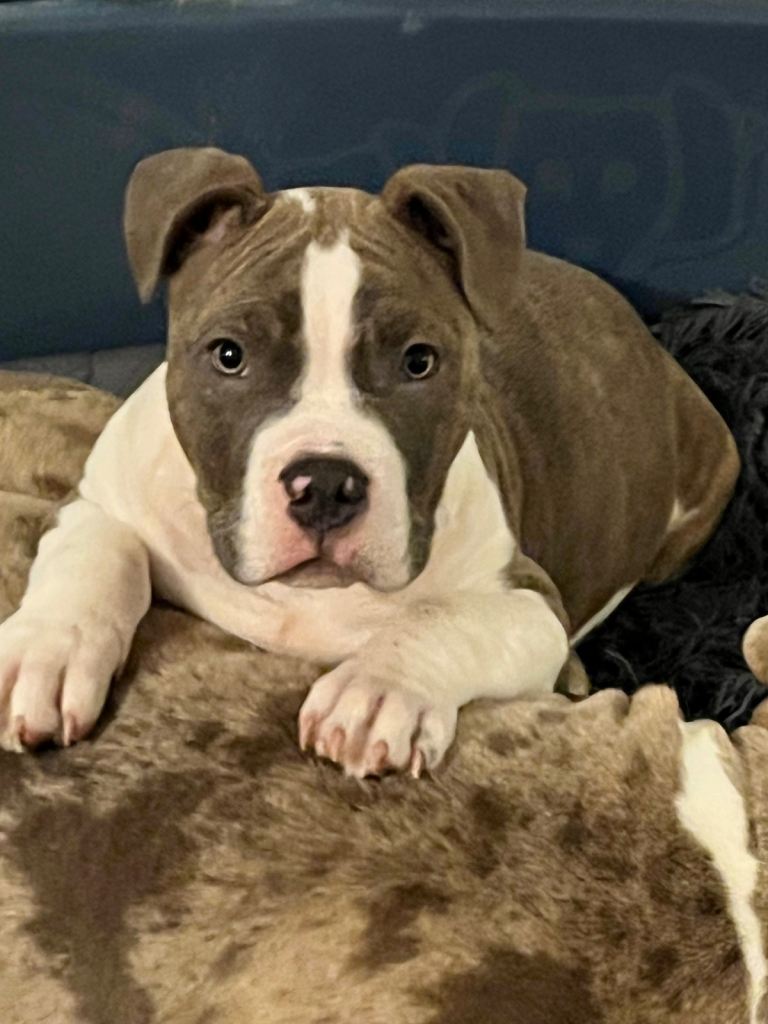Bully puppy boy