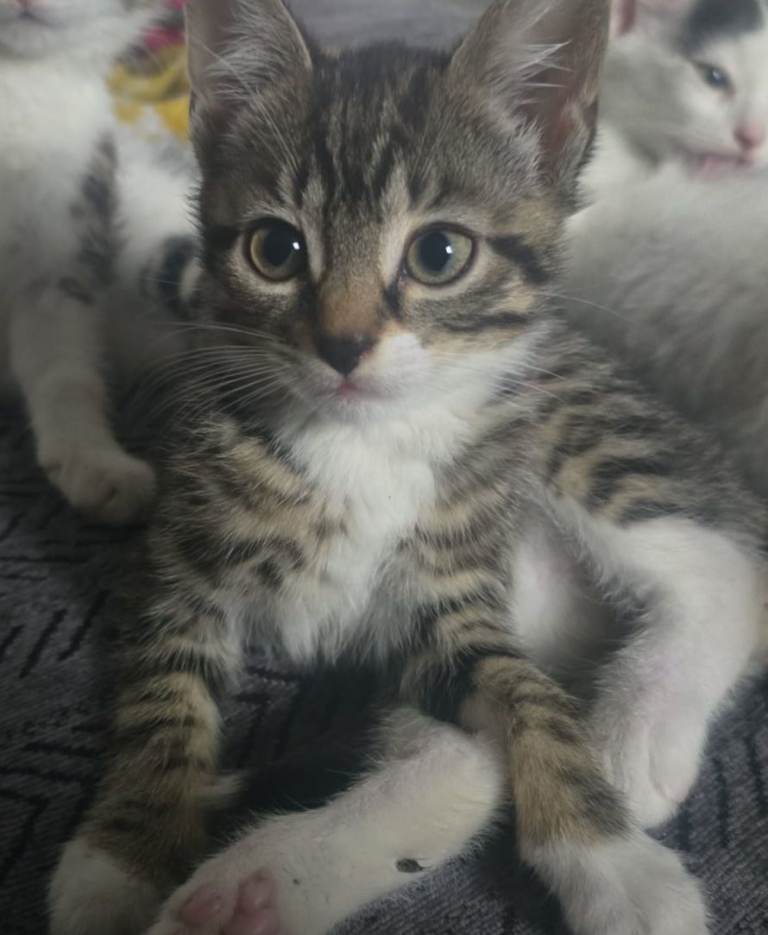 6 Amazing playful kittens 