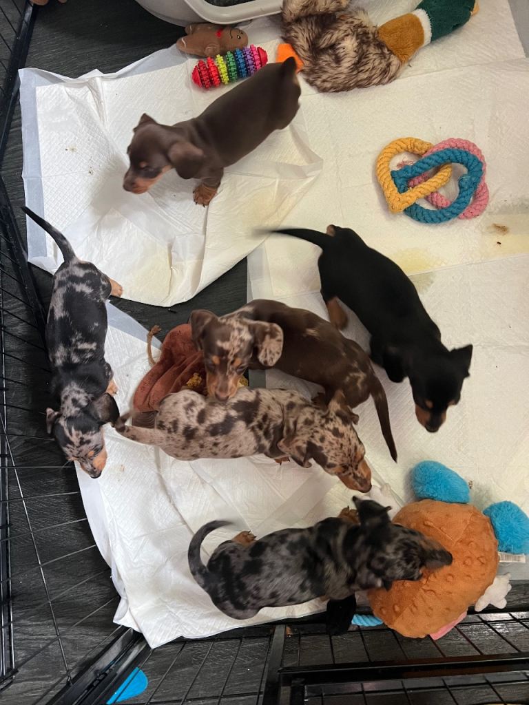 🐾adorable miniature dachshunds looking for forver homes🐾