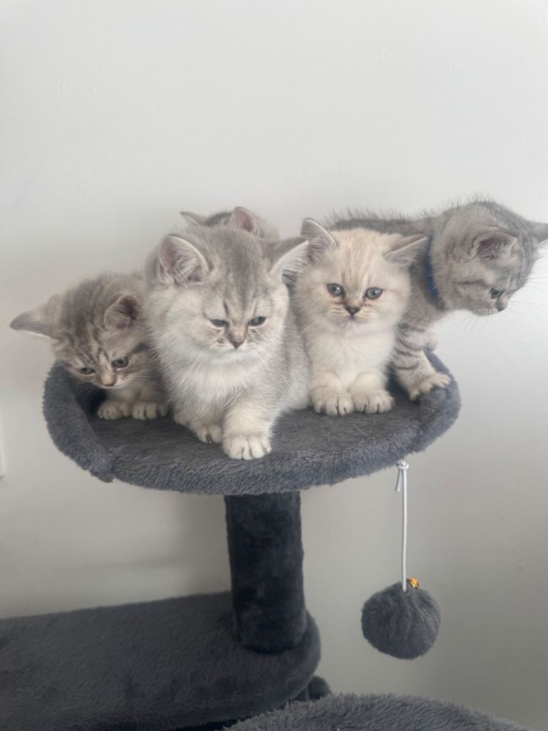 5 British Short Hair kittens 