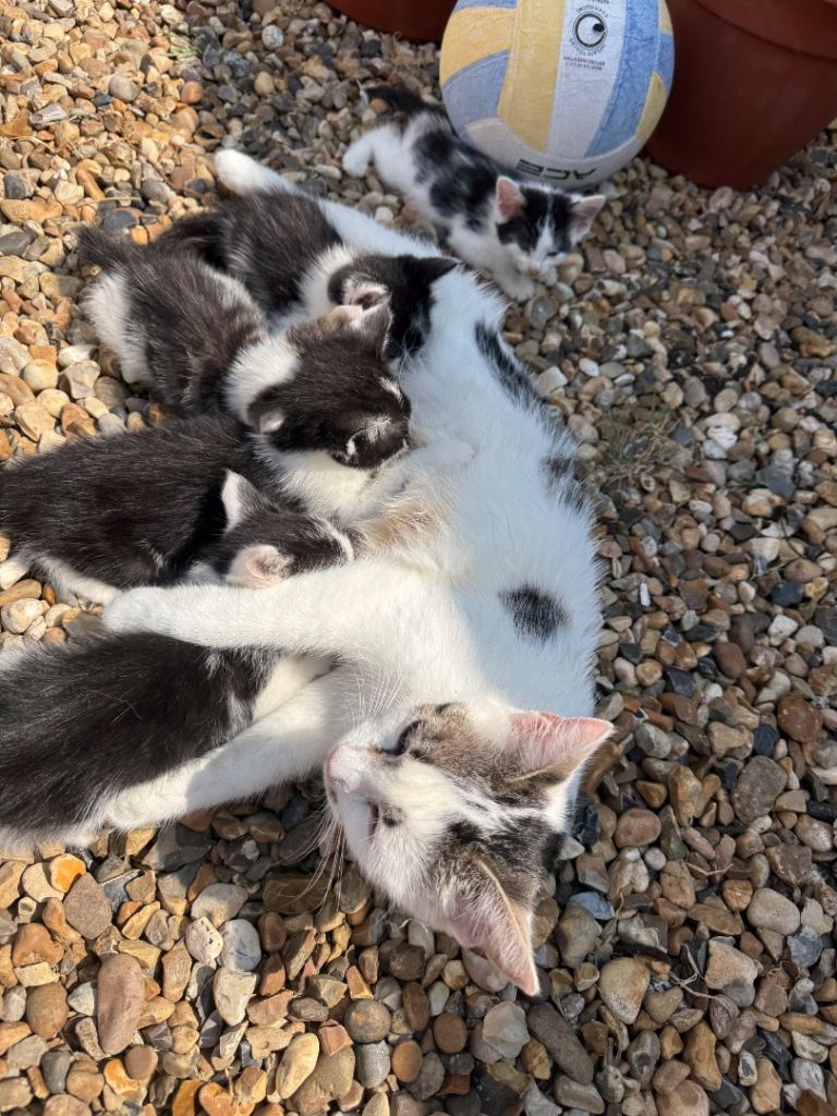 Kittens looking for new home 🏠🐾