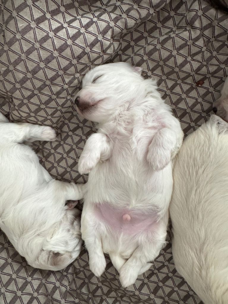 4 males puppies for sale 