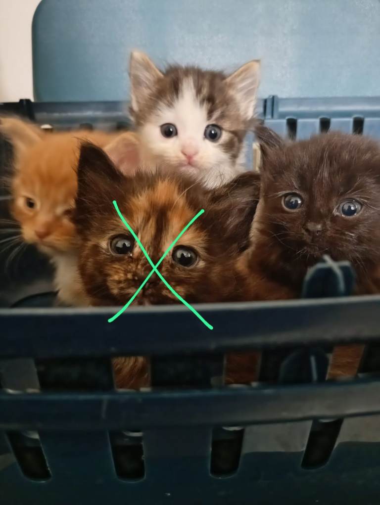 2 lleft to rehome: Cute kittens & Mother - All Litter trained, flea'd and wormed 