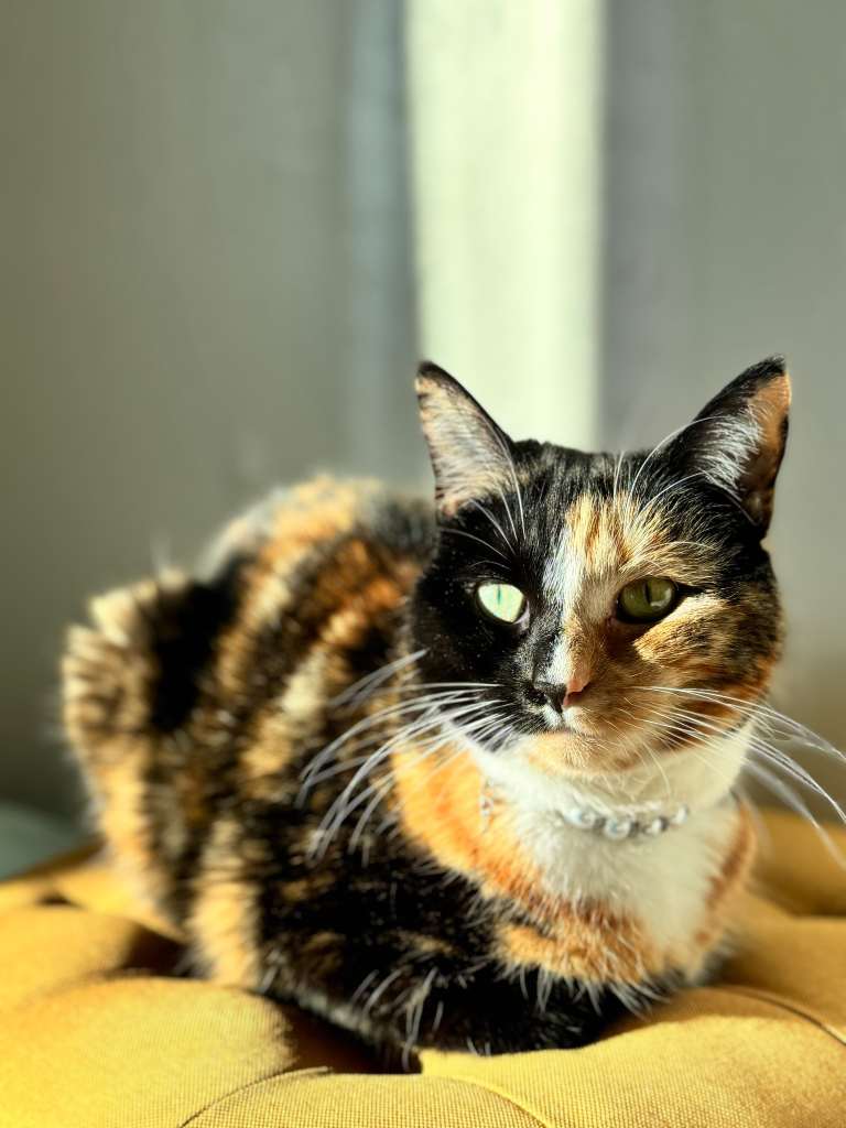 Beautiful Tortoiseshell & Domestic Shorthair looking for her new home