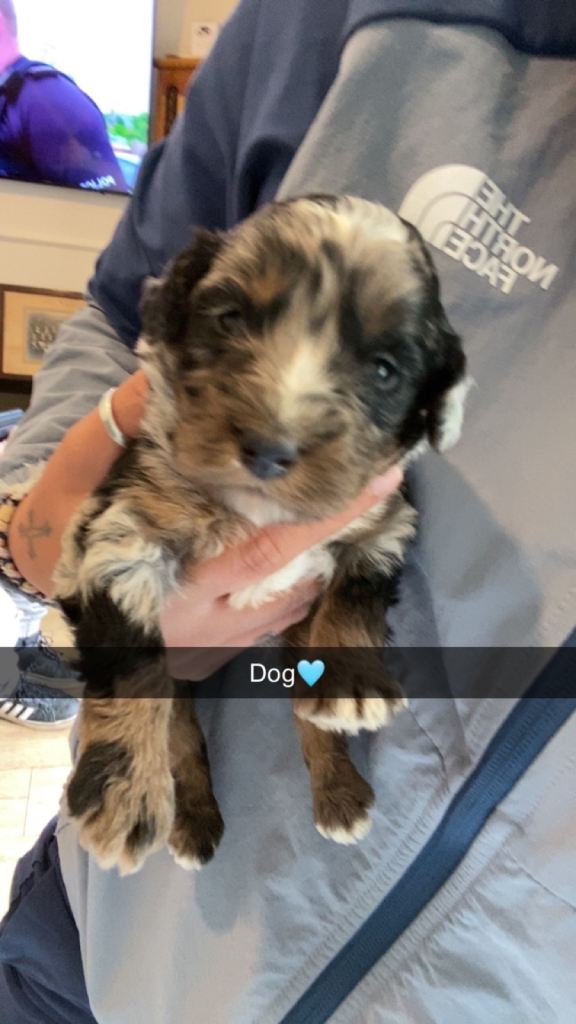 Cockerpoo