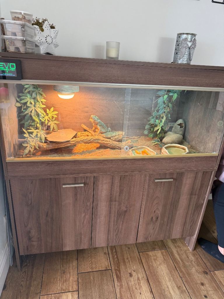 Bearded dragon and 4ft Vivarium