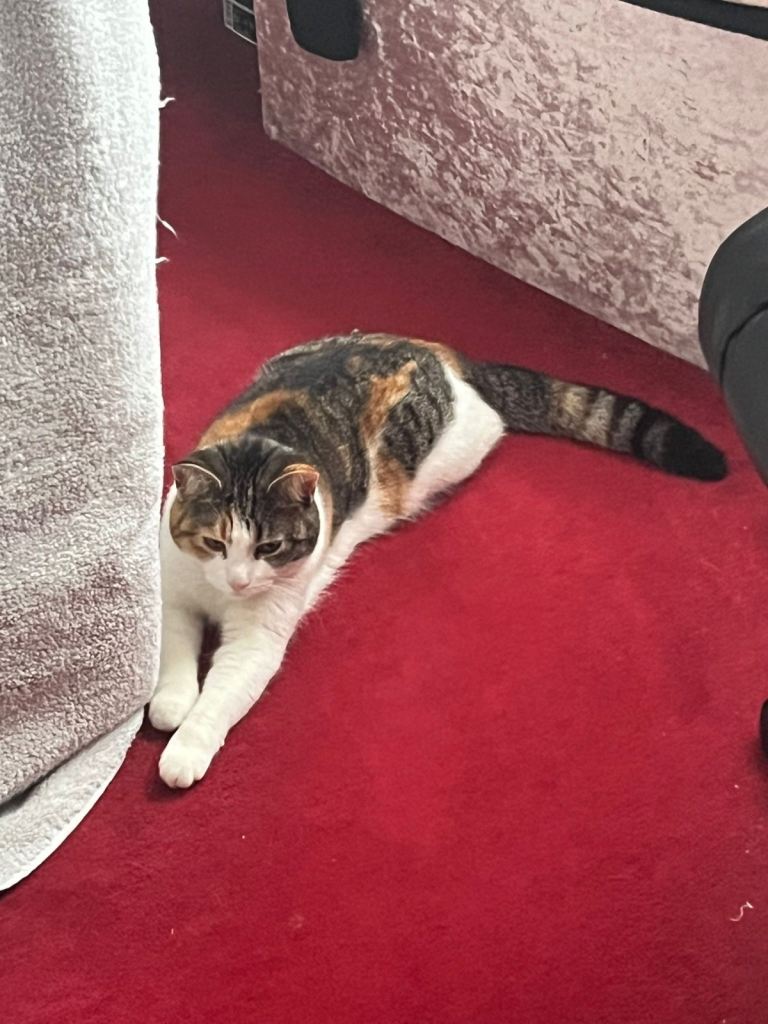 Female Spayed cat for sale 