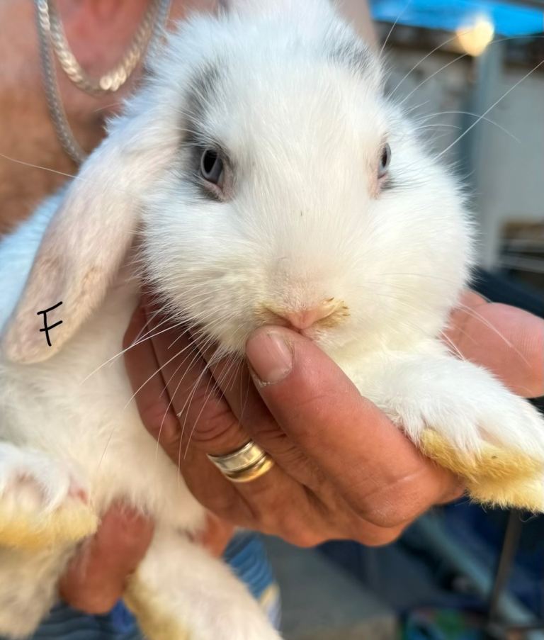 Adorable Rabbits Ready for Loving Homes!