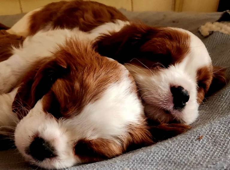 Beautiful Blenheim Cavalier King Charles Spaniel Boys