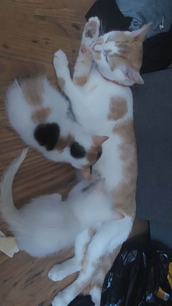 1 kittens  for sale sold