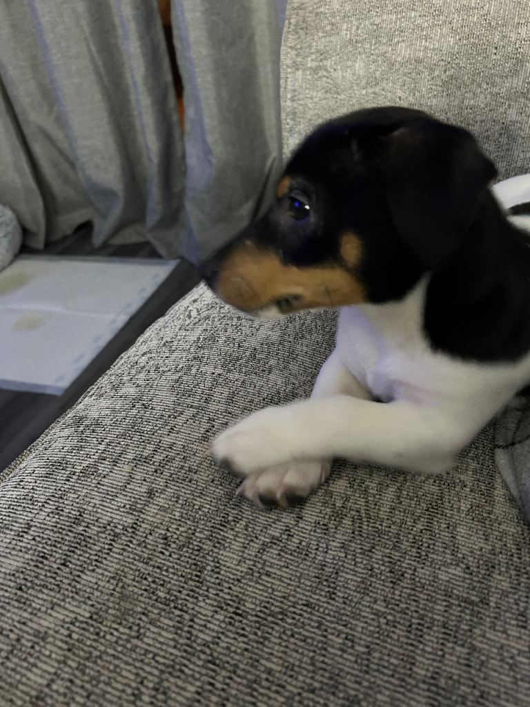 3month old jack Russell 
