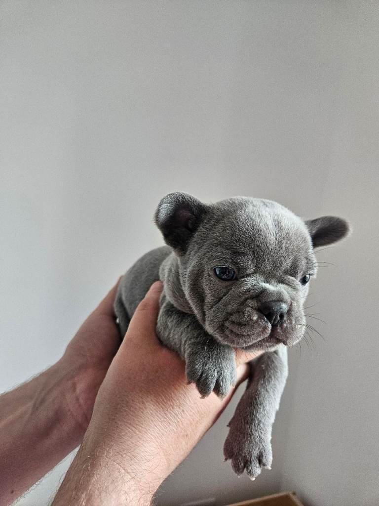 Frenchie pups