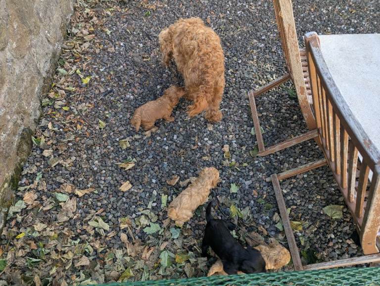 Cockapoo puppies for sale 