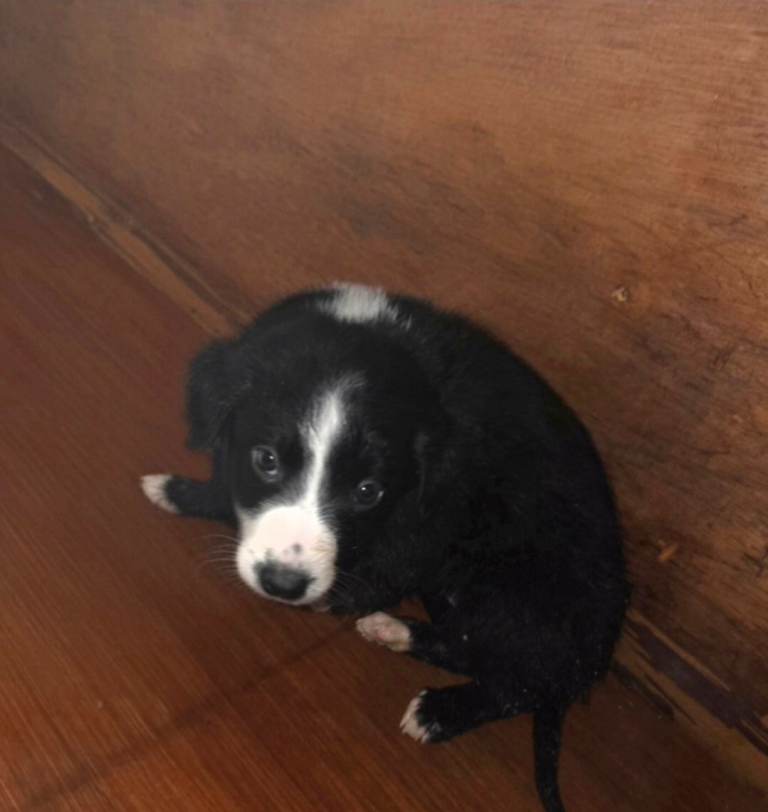 Jack Russell x border collie 