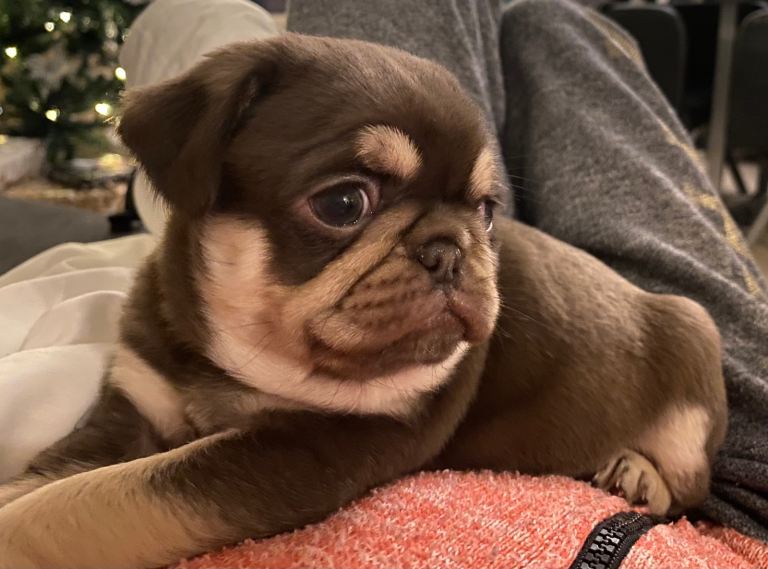 11 week old puppy to be re-homed