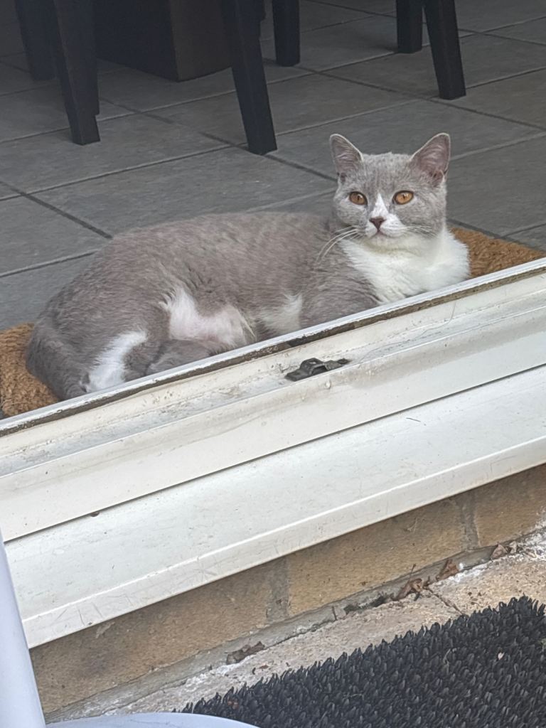 6 Months old Male Kitten looking for new home 
