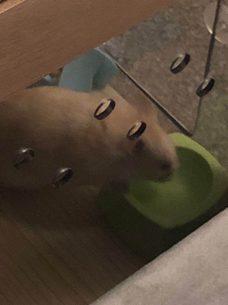 Syrian hamster for sale 
