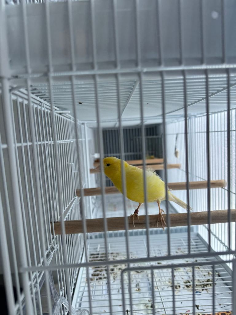 Canaries - waterslagger