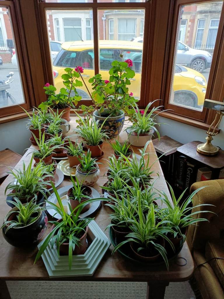A new generation of air-purifying spider plants