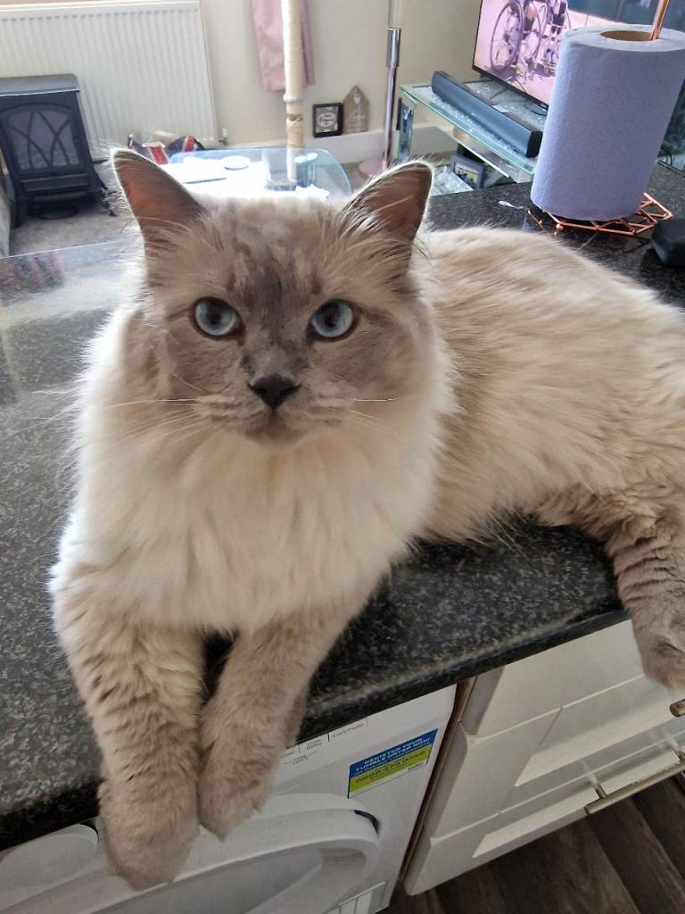 Ragdoll for sale 