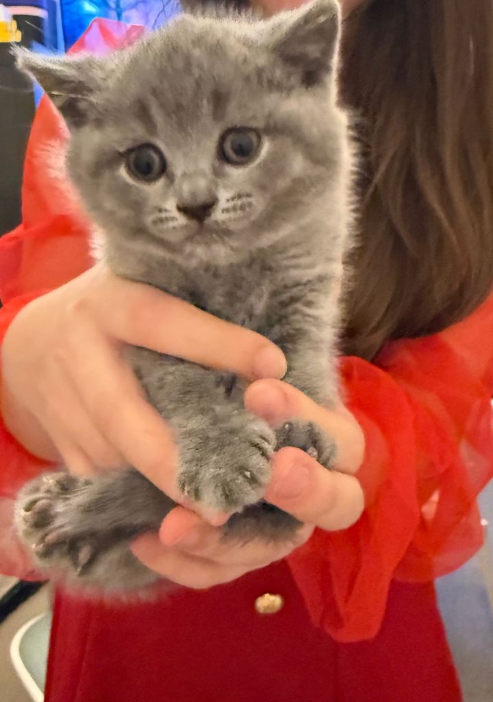 4 beautiful British Shorthair Kittens for sale