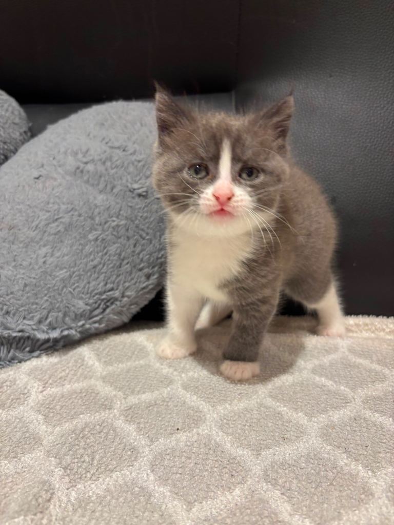 5 Beautiful Kittens! 4 females 1 Male 