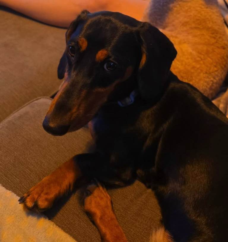 Daschund for rehoming. 