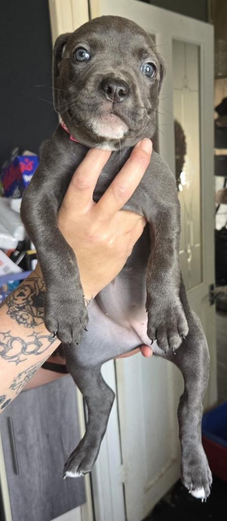 Cane corso x 