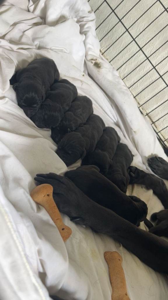 Labs pups for sale 