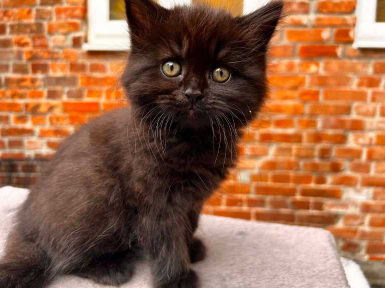 Stunning Kittens Ready for Their Forever Homes 🖤🐱