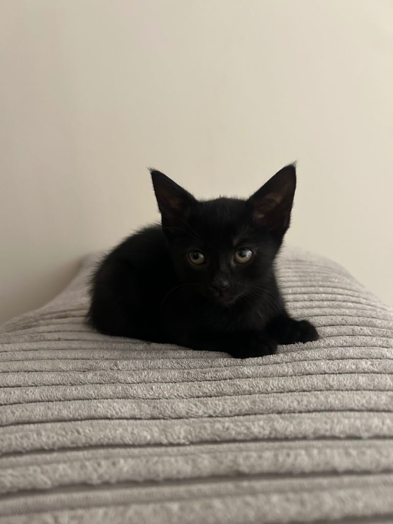 4 black kittens for rehoming 
