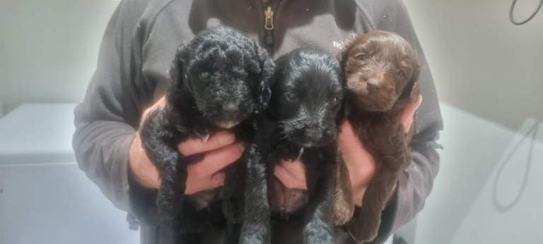 Adorable labradoodle x colliedoodle pups