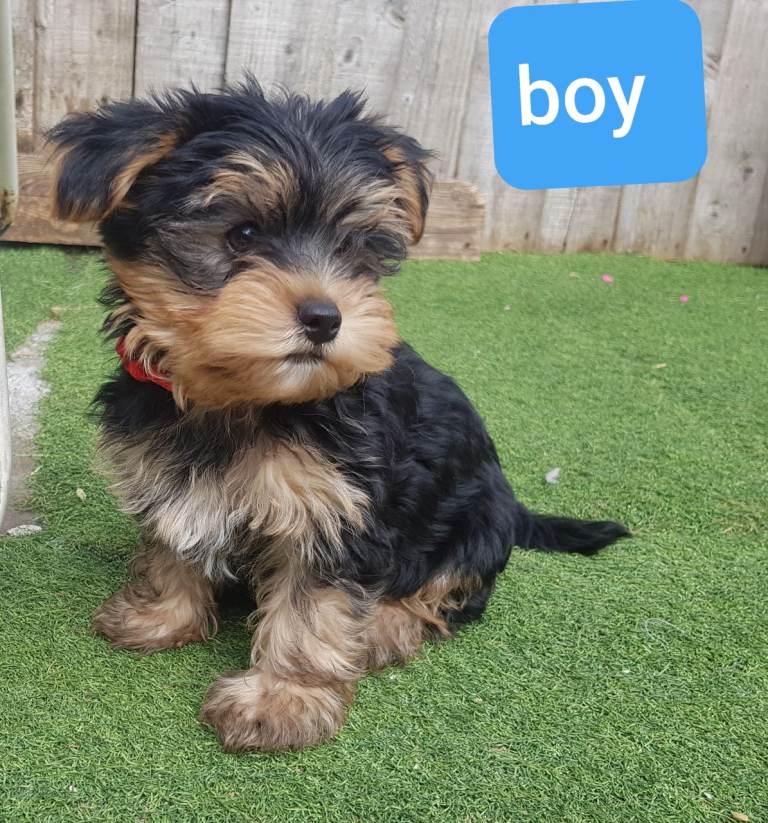 Yorkshire terrier puppies 1 boy 10 weeks old 