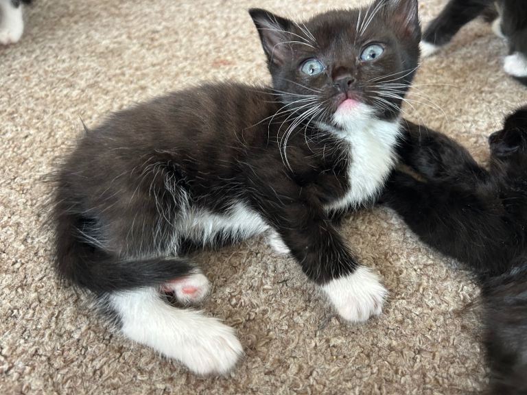 kittens looking for forever home