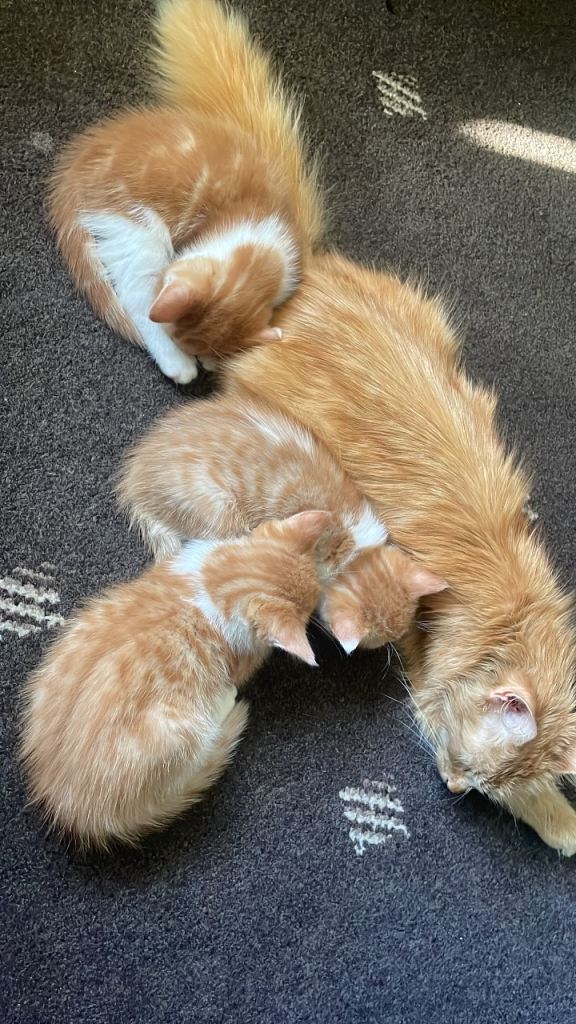 Ginger kittens 