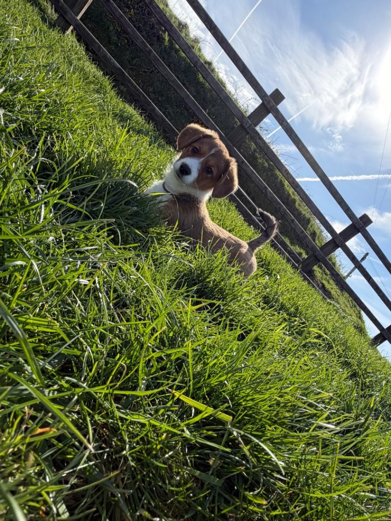 Welsh Cardigan Corgi Puppies 🐶