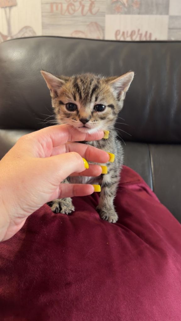 3 beautiful kittens 