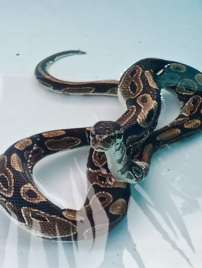 Complete Royal Python Setup | Friendly Snake, Vivarium, Decor & 9+ Months Food
