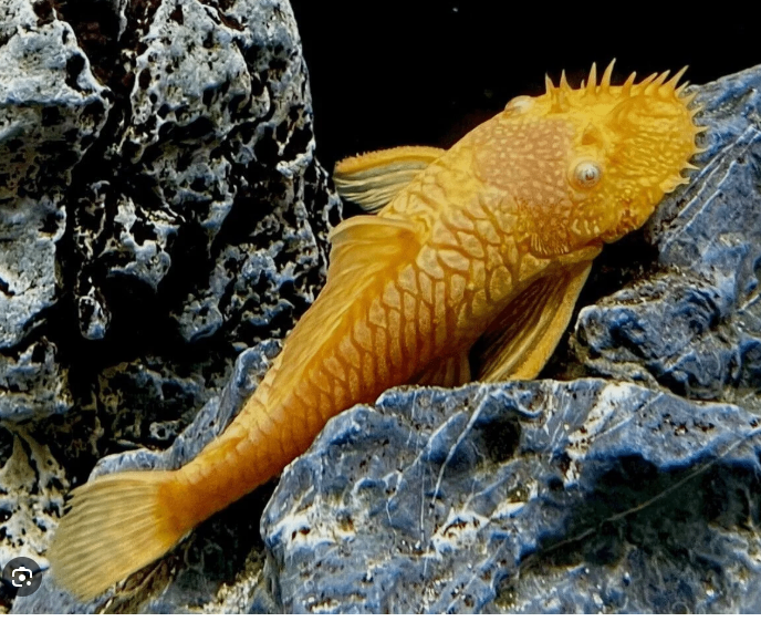 Golden Bristlenose Plecos Ancistrus Fishes 