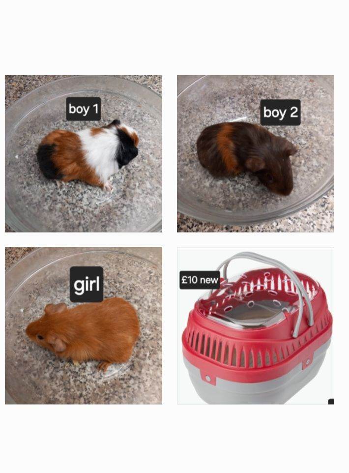 Baby guineapigs ready now