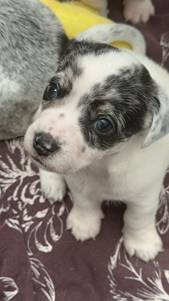 Boy Mearl Sealyham terrier x jack Russell 