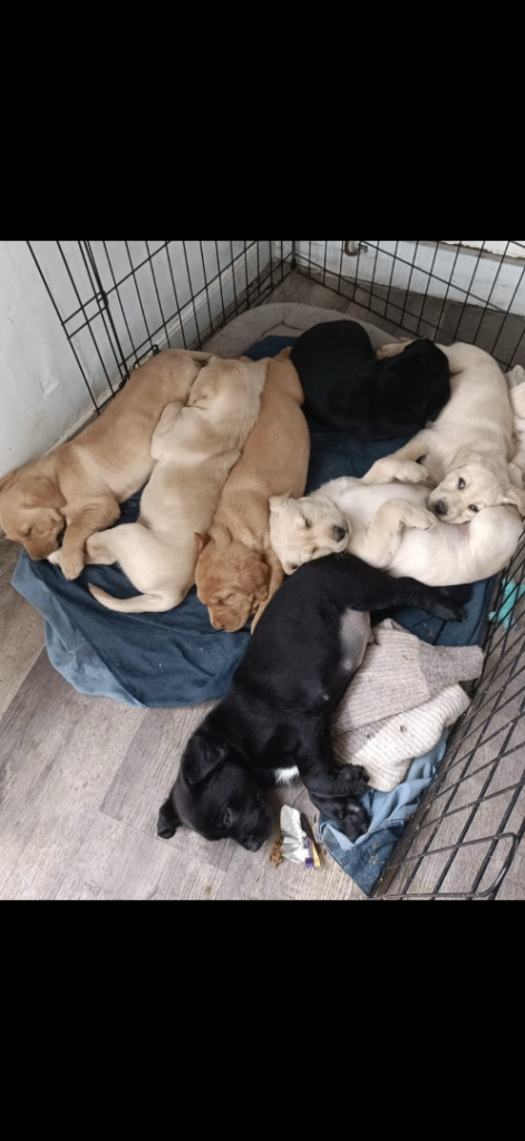 Ready to leave Labrador Puppies