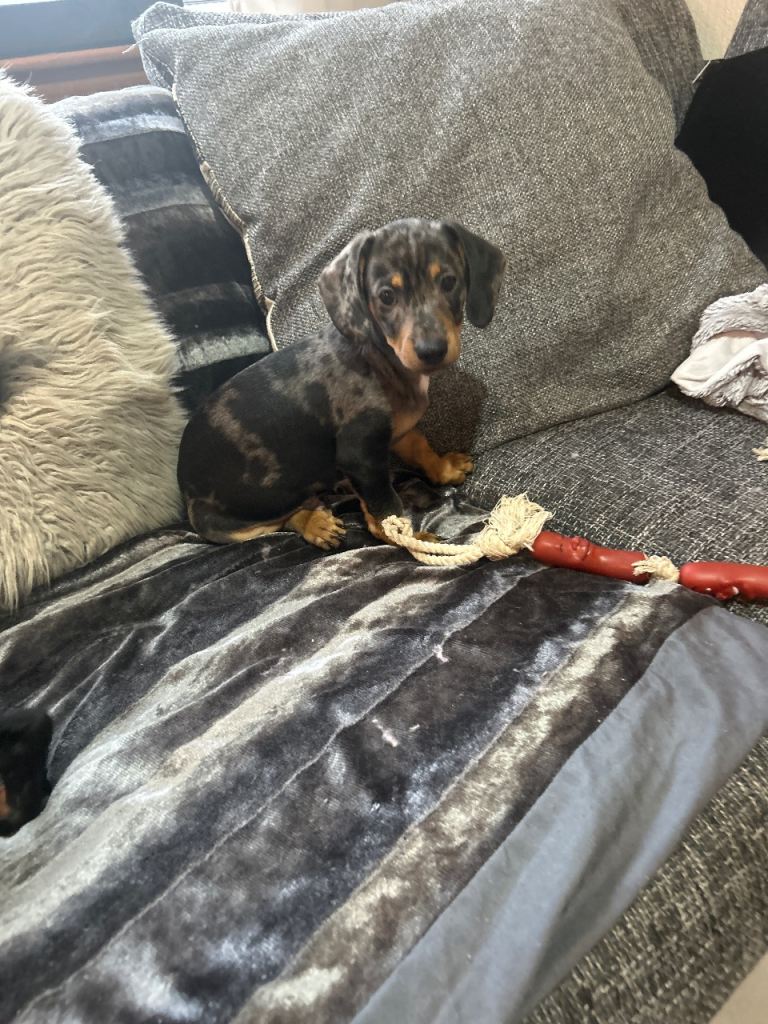 Dachshund / Pomchi puppies