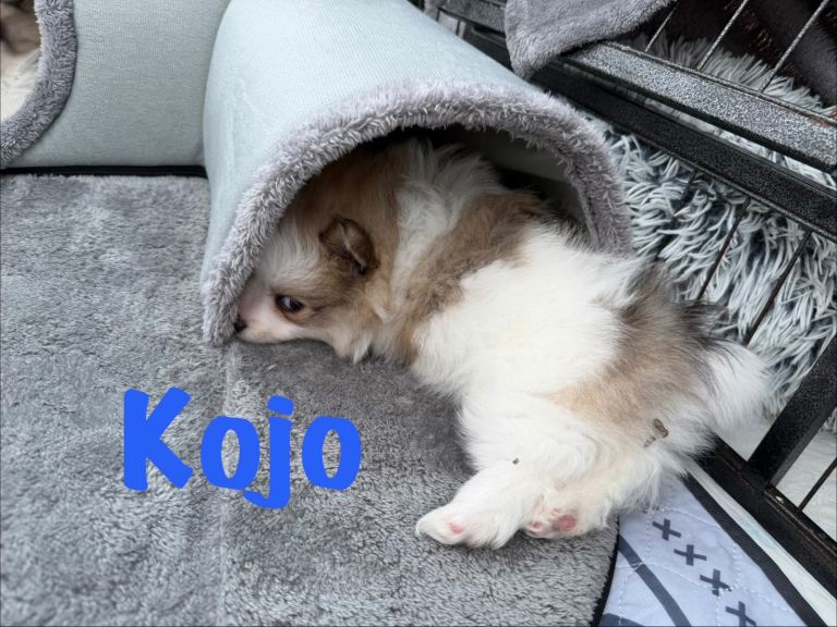 Pomeranian Puppies Ready To leave now *5 remaining*