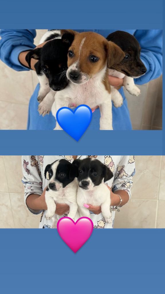 5 puppies 2 girls 3 boys 