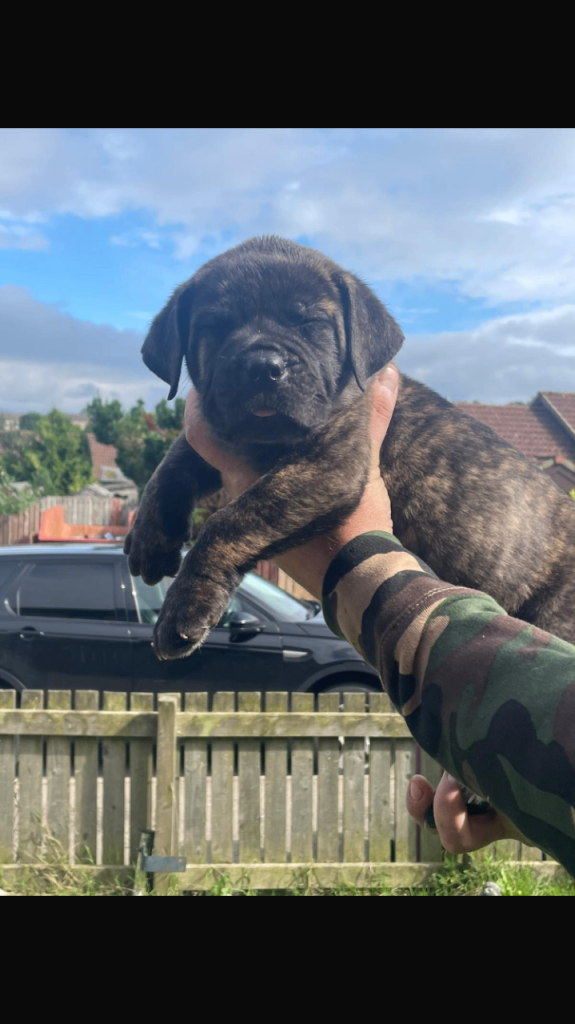 Puppy 