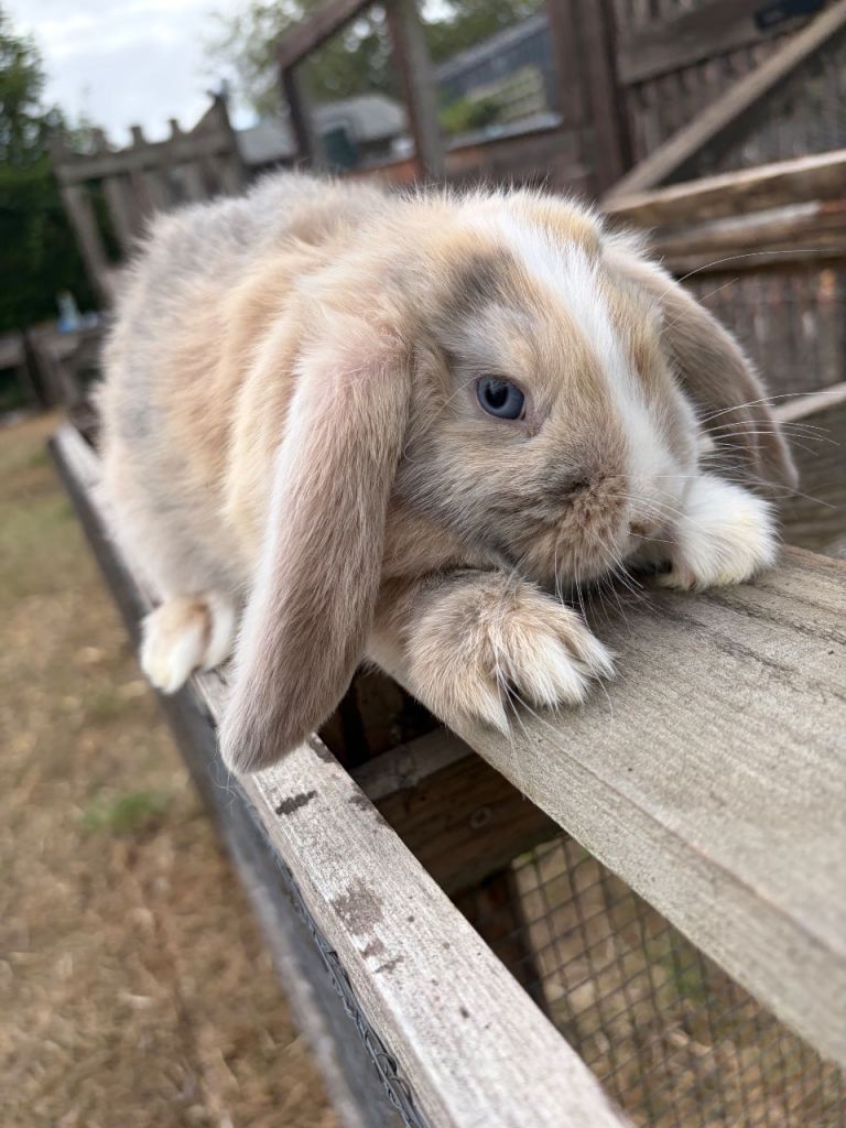 5 beautiful mini lops looking for there forever homes 