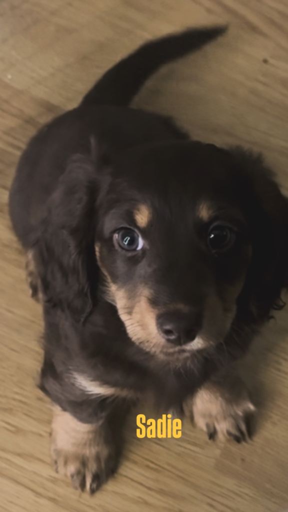 3 Datchunds puppies left 