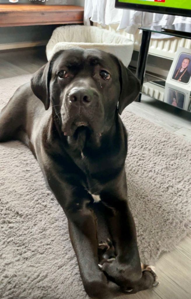 6 year old cane Corso to good home only