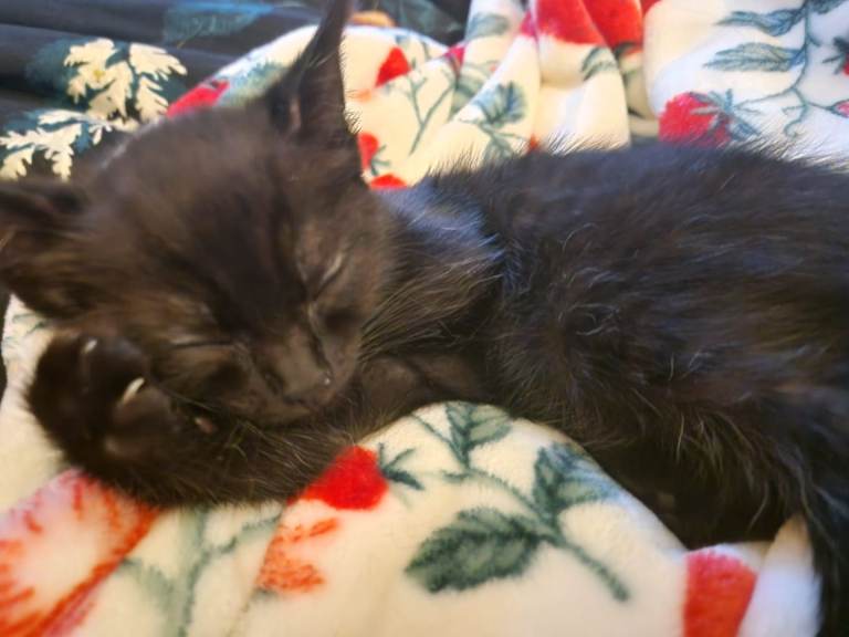 Ragdoll cross kittens 